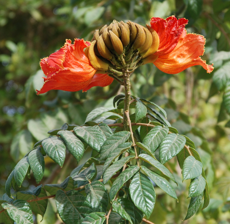 Image of Spathodea campanulata specimen.