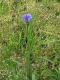 Centaurea cyanus. Цветущее растение. Украина, г. Запорожье. 24.05.2010.