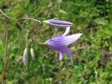 Campanula patula