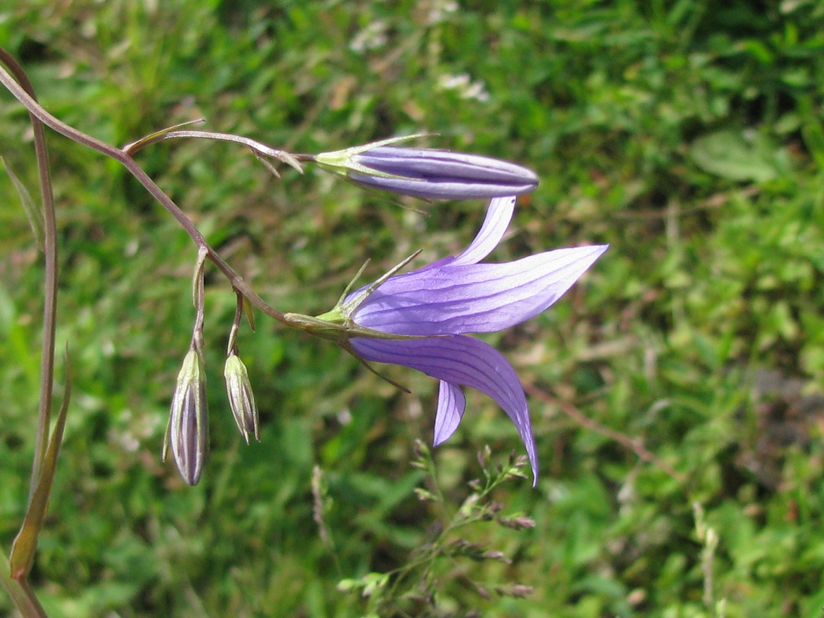 Изображение особи Campanula patula.