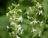 Platanthera metabifolia