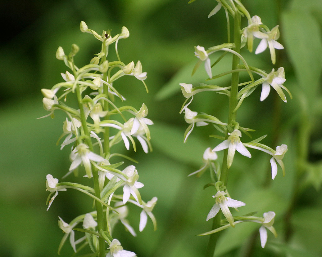 Изображение особи Platanthera metabifolia.