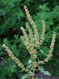 Rumex chalepensis