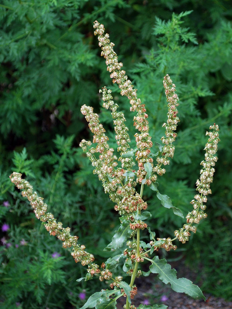 Изображение особи Rumex chalepensis.