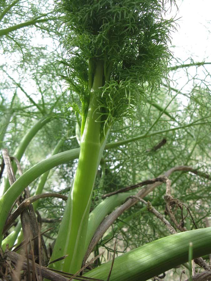 Изображение особи род Ferula.