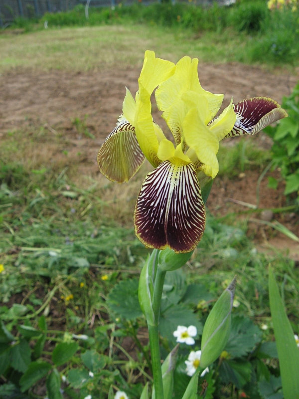 Image of Iris &times; hybrida specimen.