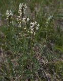 Astragalus vaginatus
