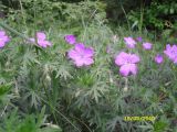 Geranium sanguineum. Цветки, бутоны и листья. Украина, Киевская обл, Киево-Святошинский р-н, окр. г. Боярка, на опушке старого соснового леса. 19.05.2010.