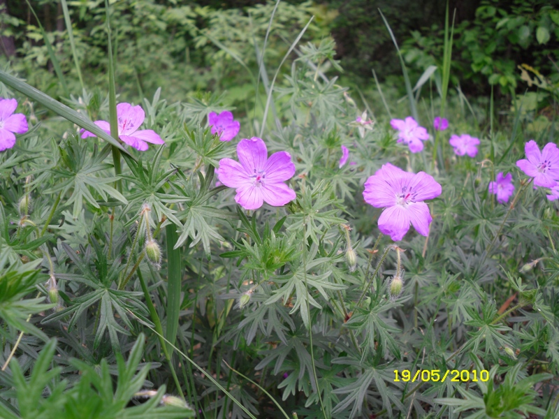 Image of Geranium sanguineum specimen.