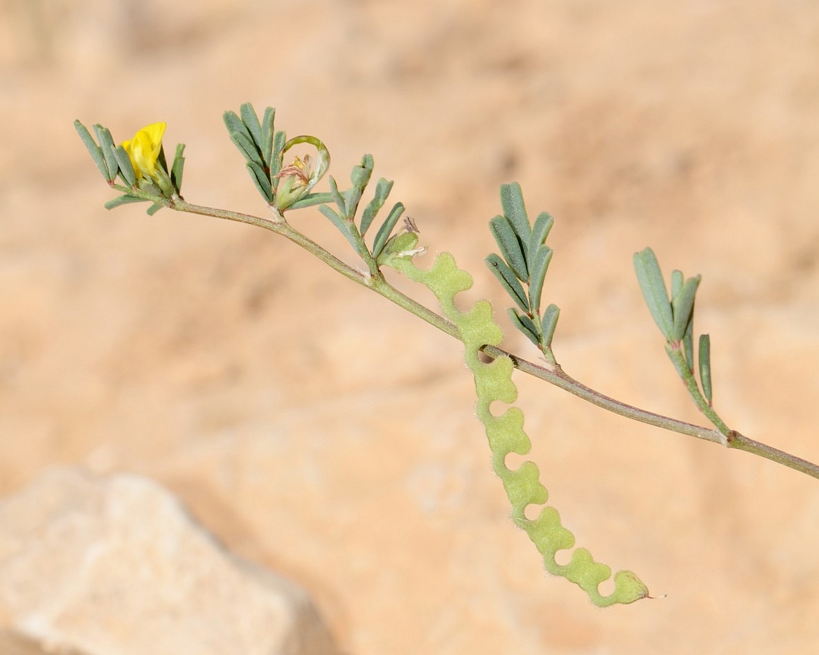 Image of Hippocrepis unisiliquosa specimen.