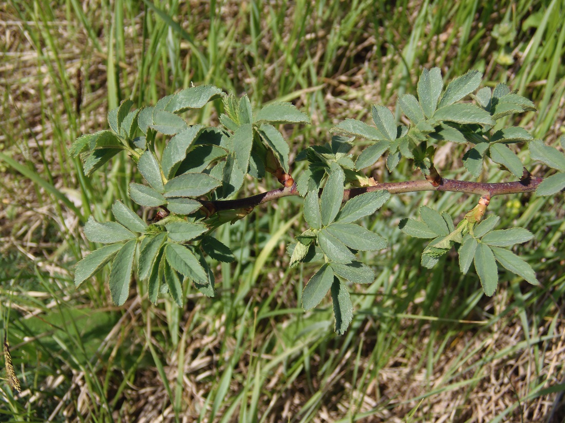 Image of genus Rosa specimen.