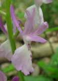 Orchis × penzigiana. Цветок. Крым, окр. Ялты, пос. Голубой Залив, дубово-грабинниковый лес. 30 апреля 2013 г.