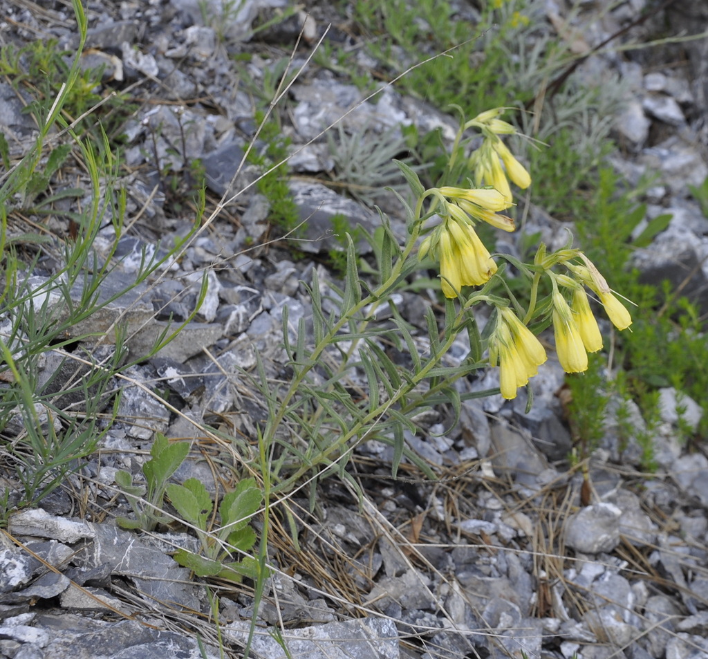 Изображение особи Onosma heterophylla.