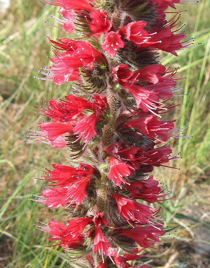 Изображение особи Echium popovii.