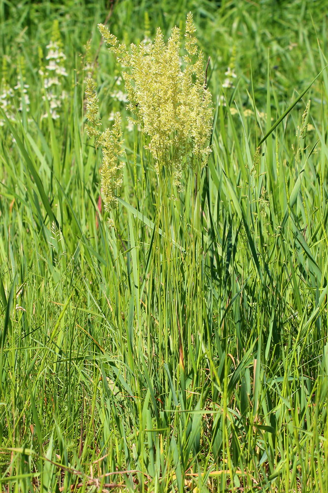 Image of Koeleria macrantha specimen.