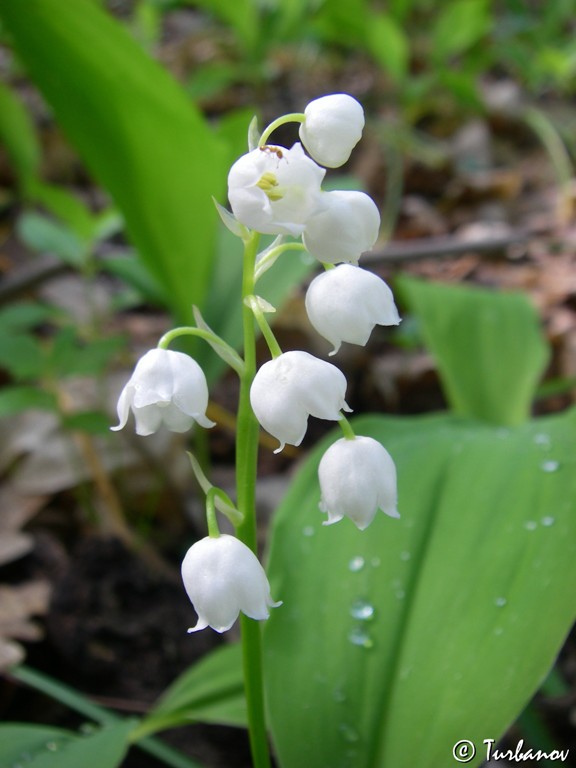 Image of Convallaria majalis specimen.