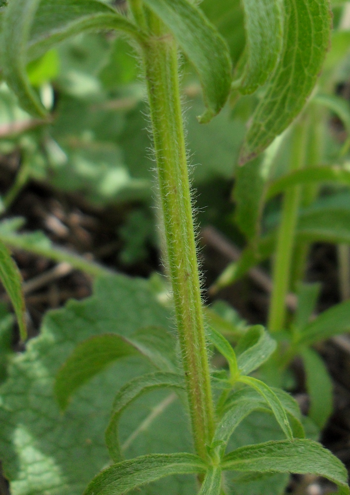 Изображение особи Stachys recta.