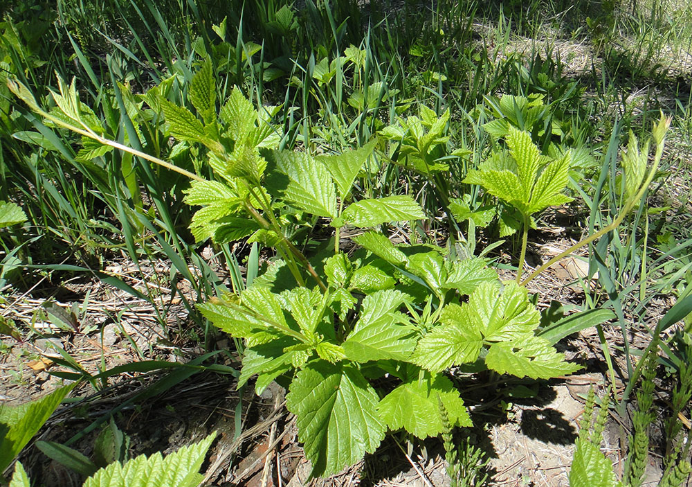 Изображение особи Rubus saxatilis.