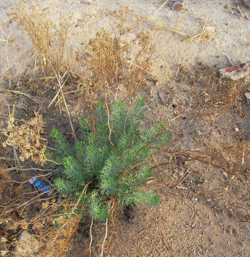 Image of Peganum harmala specimen.