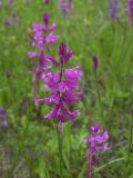 Polygala major