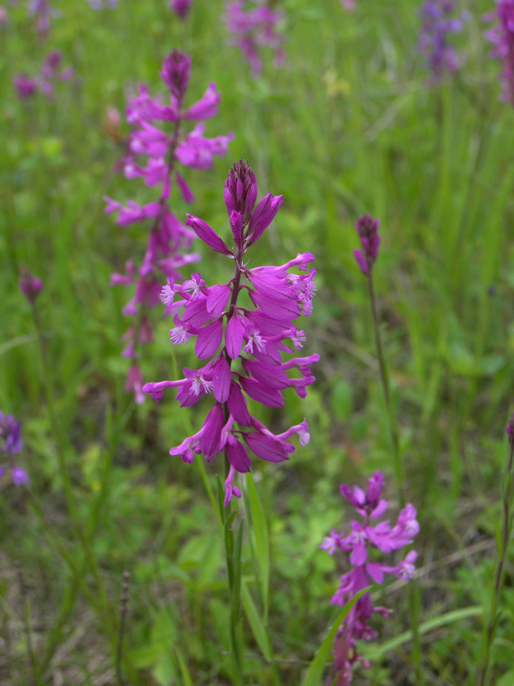 Изображение особи Polygala major.