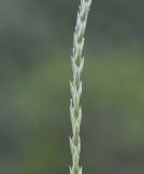 Crucianella latifolia