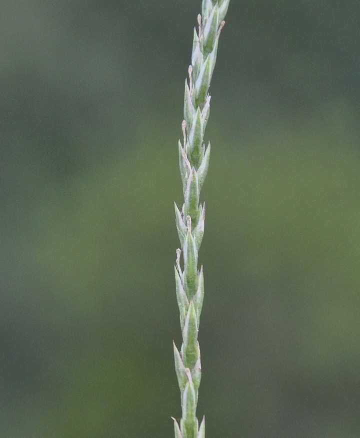 Image of Crucianella latifolia specimen.