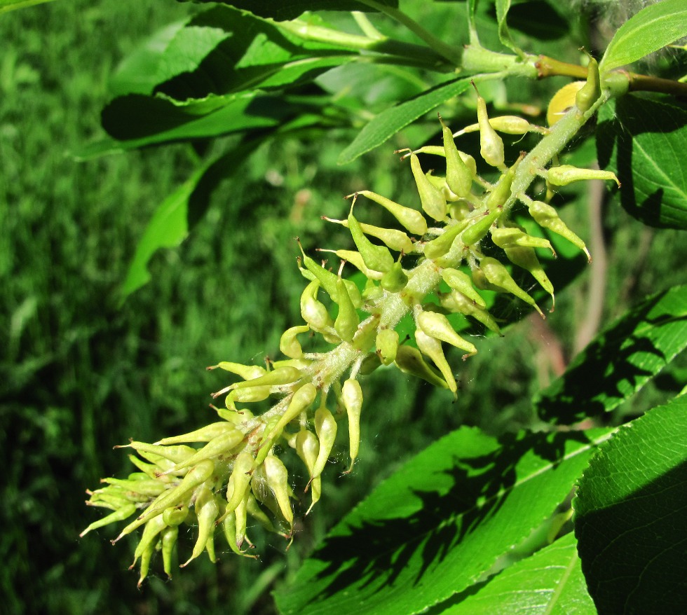 Изображение особи Salix jenisseensis.