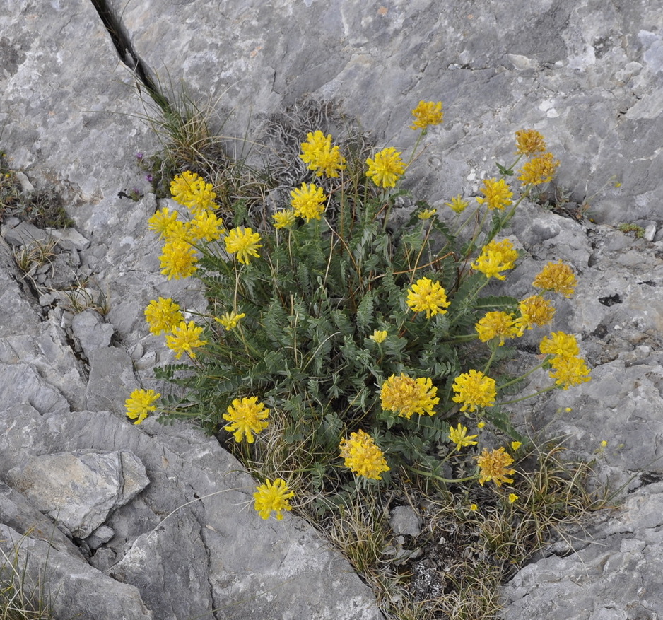 Image of Anthyllis aurea specimen.