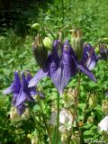Aquilegia vulgaris