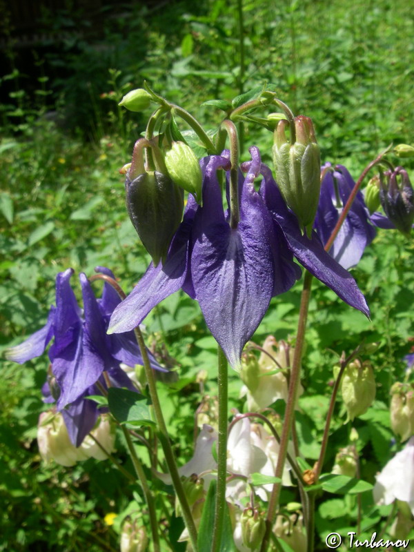 Image of Aquilegia vulgaris specimen.