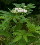 Sambucus ebulus