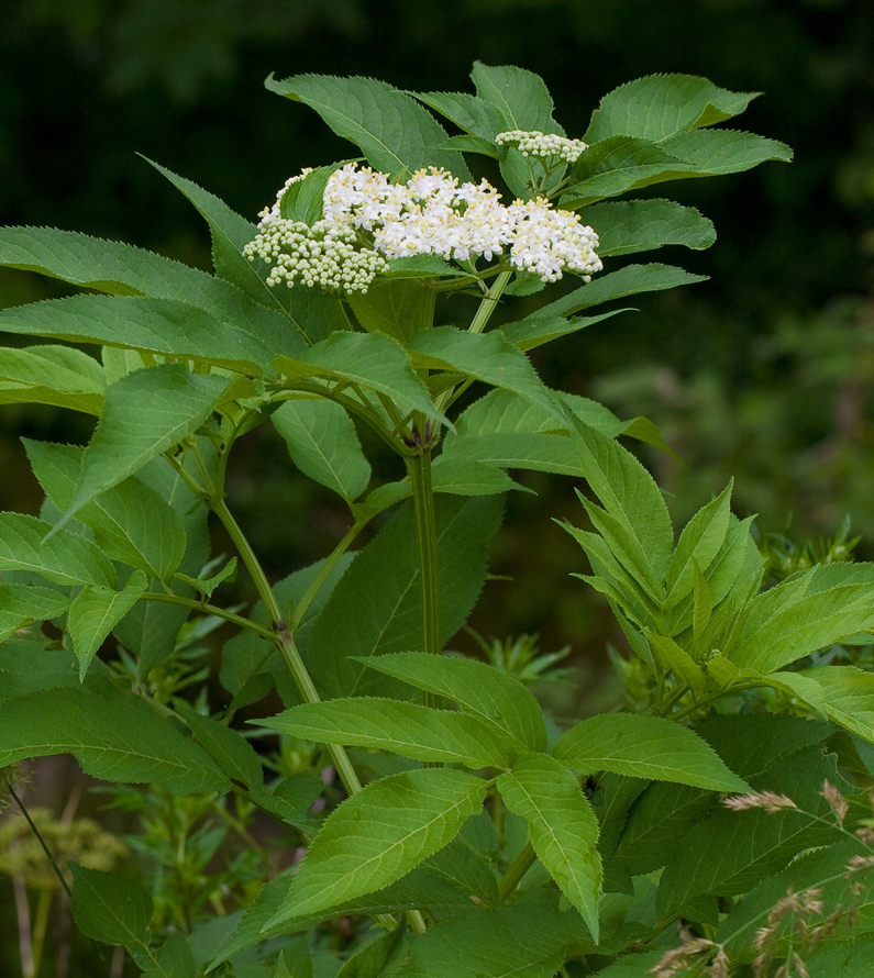 Изображение особи Sambucus ebulus.