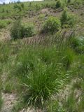 Calamagrostis arundinacea