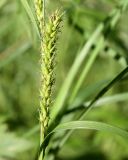 Carex atherodes. Нижний женский колосок. Архангельская обл., Красноборский р-н, заболоченный луг в пойме реки Сётра. 06.08.2013.