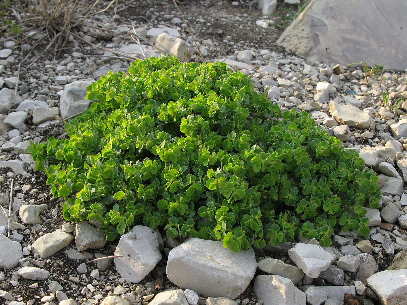 Image of Euphorbia falcata specimen.