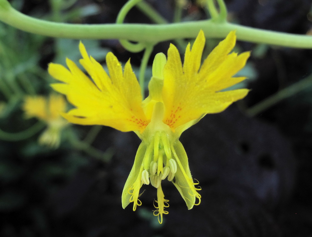 Изображение особи Tropaeolum peregrinum.