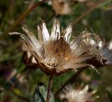 Centaurea adpressa. Соплодие. Ростовская обл., дельта Дона, Азовский р-н, окр. с. Рогожкино, остепнённый луг. 04.08.2012.