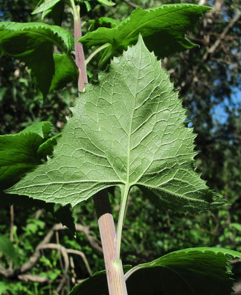 Image of Parasenecio hastatus specimen.