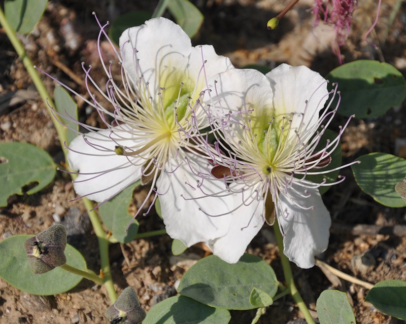 Image of Capparis sicula specimen.