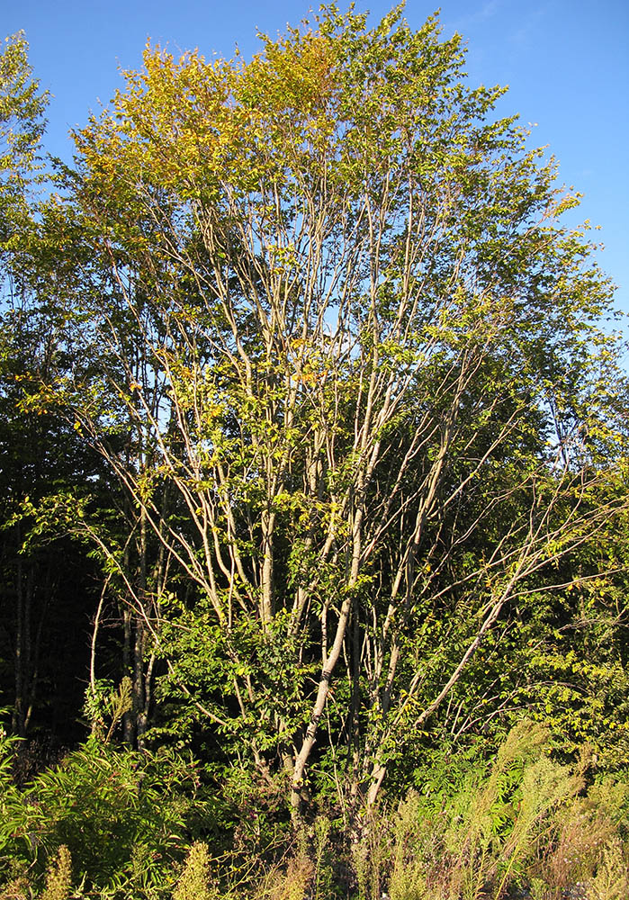 Изображение особи Fagus orientalis.
