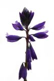 Polygala comosa. Соцветие. Иркутская обл., Слюдянский р-н, окр. порта Байкал, левый берег р. Ангара. 29.09.2013.