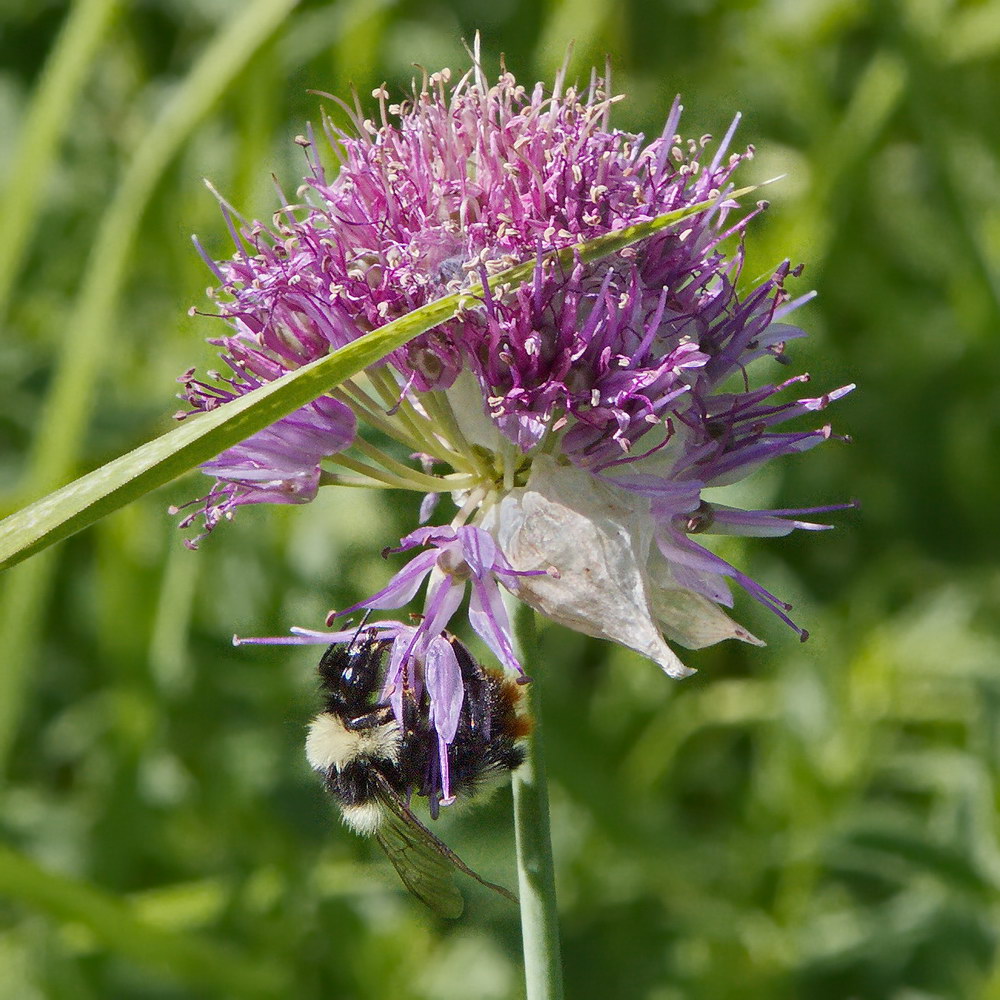 Image of Allium amblyophyllum specimen.