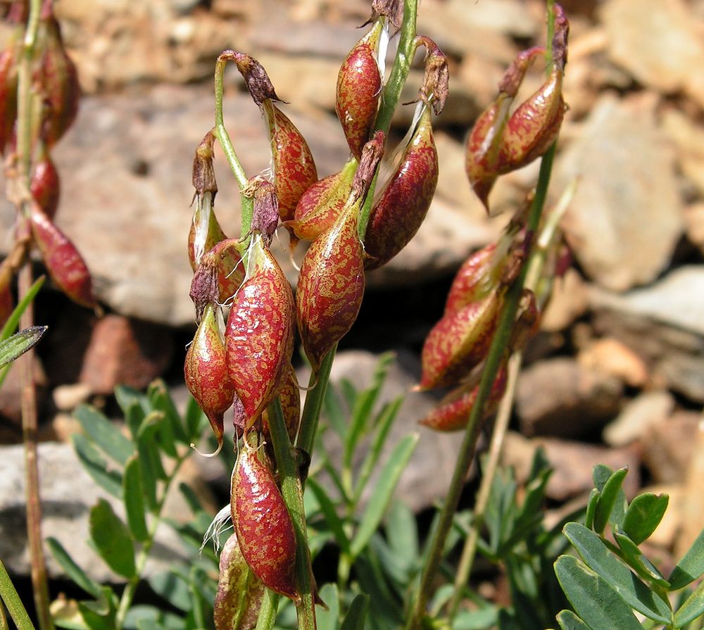 Изображение особи Astragalus tumninensis.