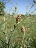 Centaurea diffusa
