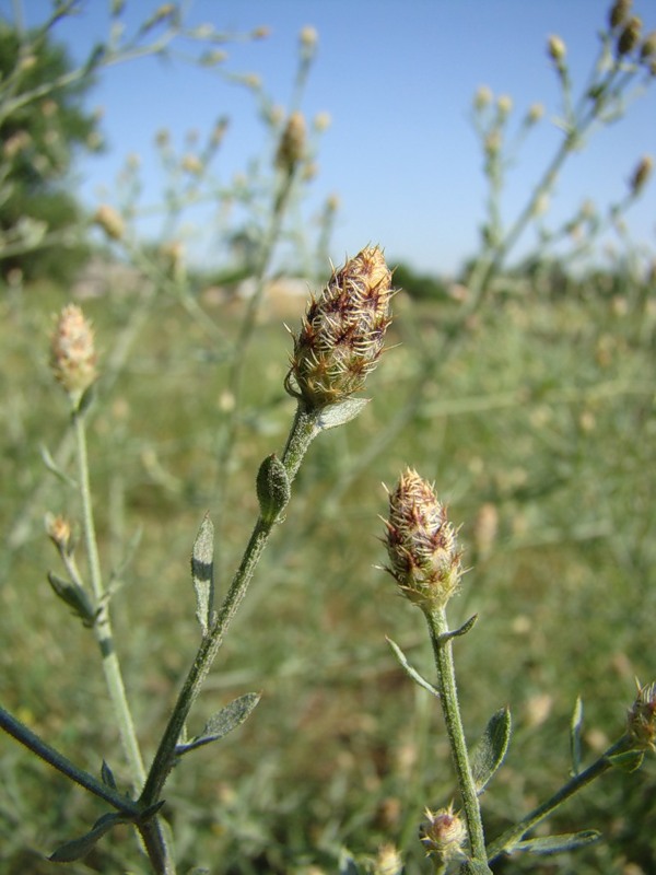 Изображение особи Centaurea diffusa.