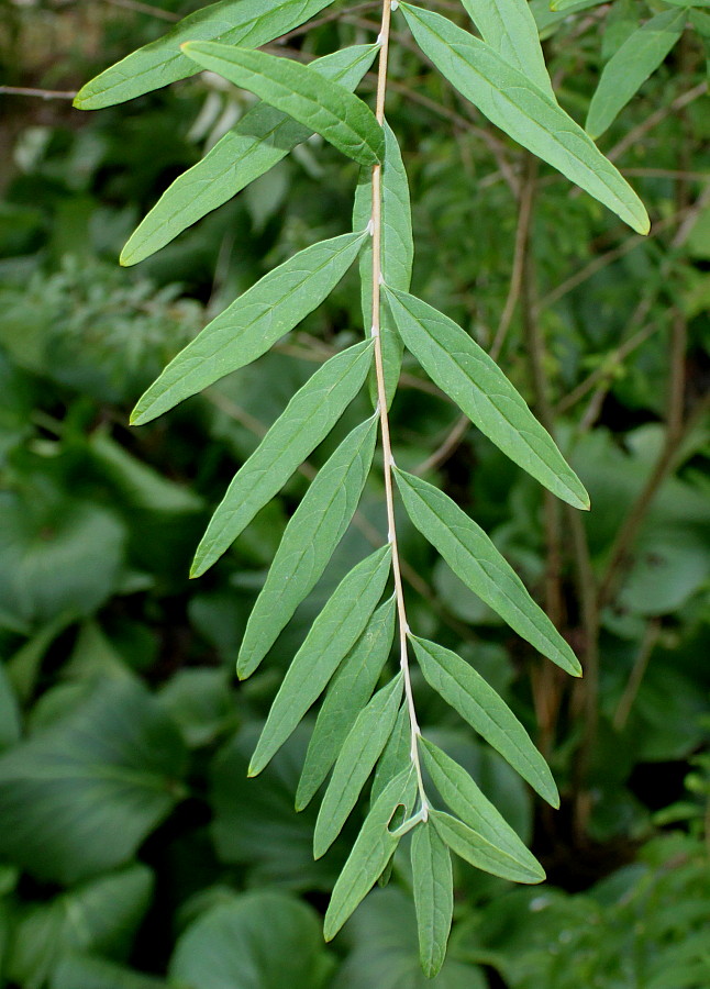 Изображение особи Buddleja alternifolia.