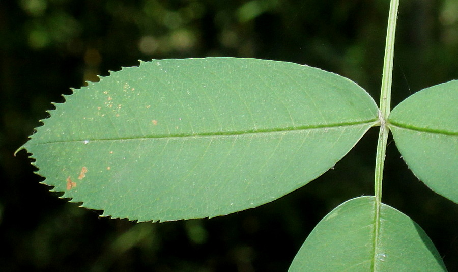 Изображение особи род Sorbus.