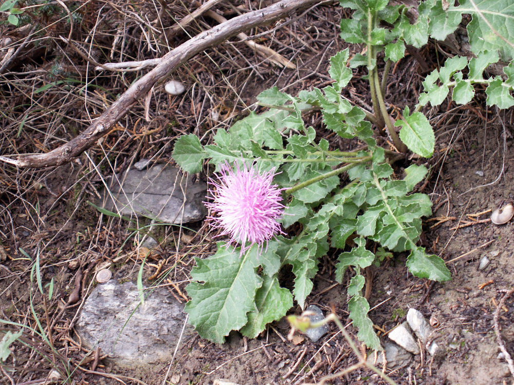 Image of Klasea lyratifolia specimen.