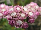 Antennaria dioica. Соцветие. Ленинградская обл., Кингисеппский р-н, сосновый лес между оз. Судачье и Бабинское. 07.06.2009.